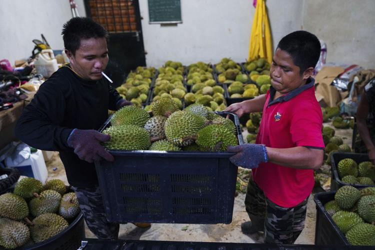 Climate Malaysia Durian