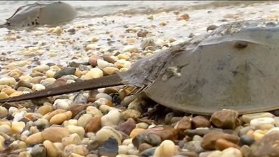 Horseshoe Crab
