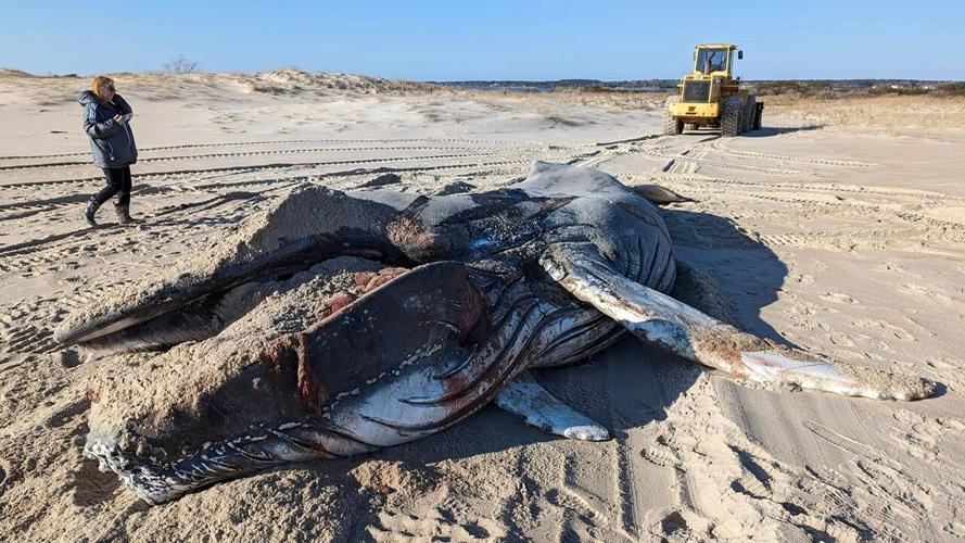 Dead Whale Stranded on Assateague