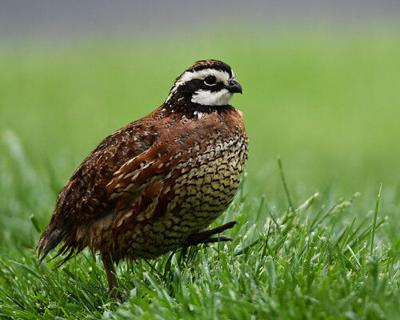 Quail