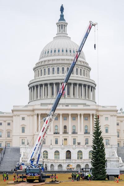 Capitol Christmas Tree