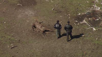 At Least 25 Dead Horses Found on Wicomico County Property