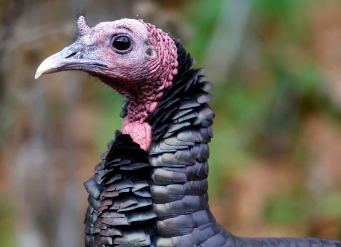 Wild Turkey