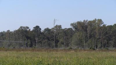 Trees Defending the Chesapeake