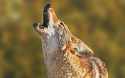 Coyote