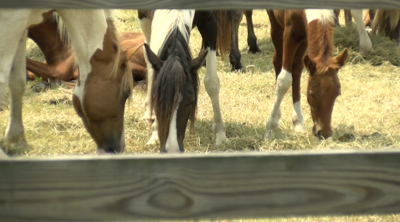 Chincoteague Pony Swim preparations underway ahead of 101st annual event