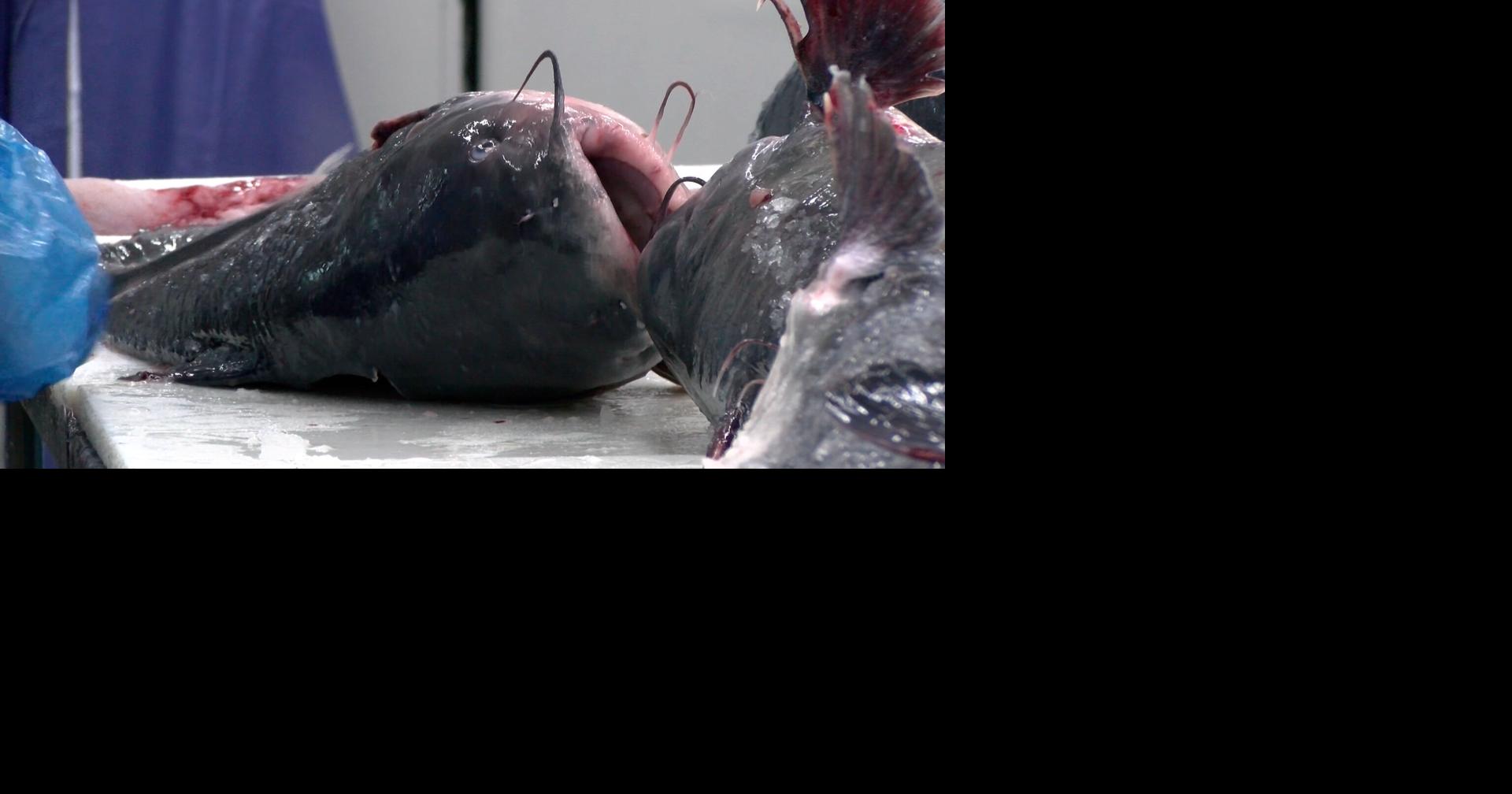 U.S. House of Representatives passes legislation to turn invasive catfish into pet food