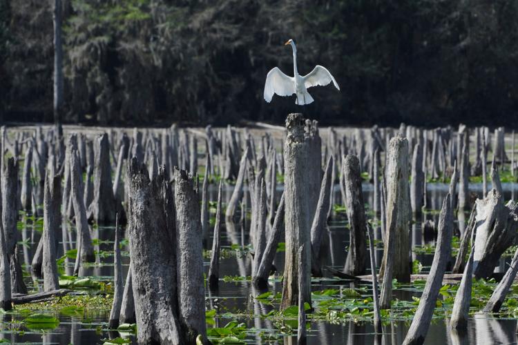 Climate Florida Dam Removal