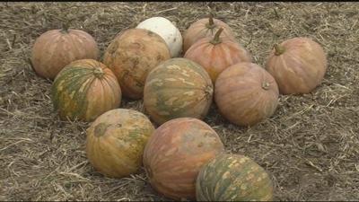 Locals React to Punkin Chunkin's Decision to Leave Delaware