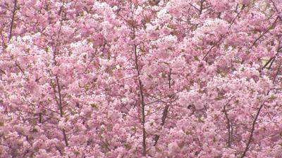 Travels With Charlie: Symmetry Between the Seasons