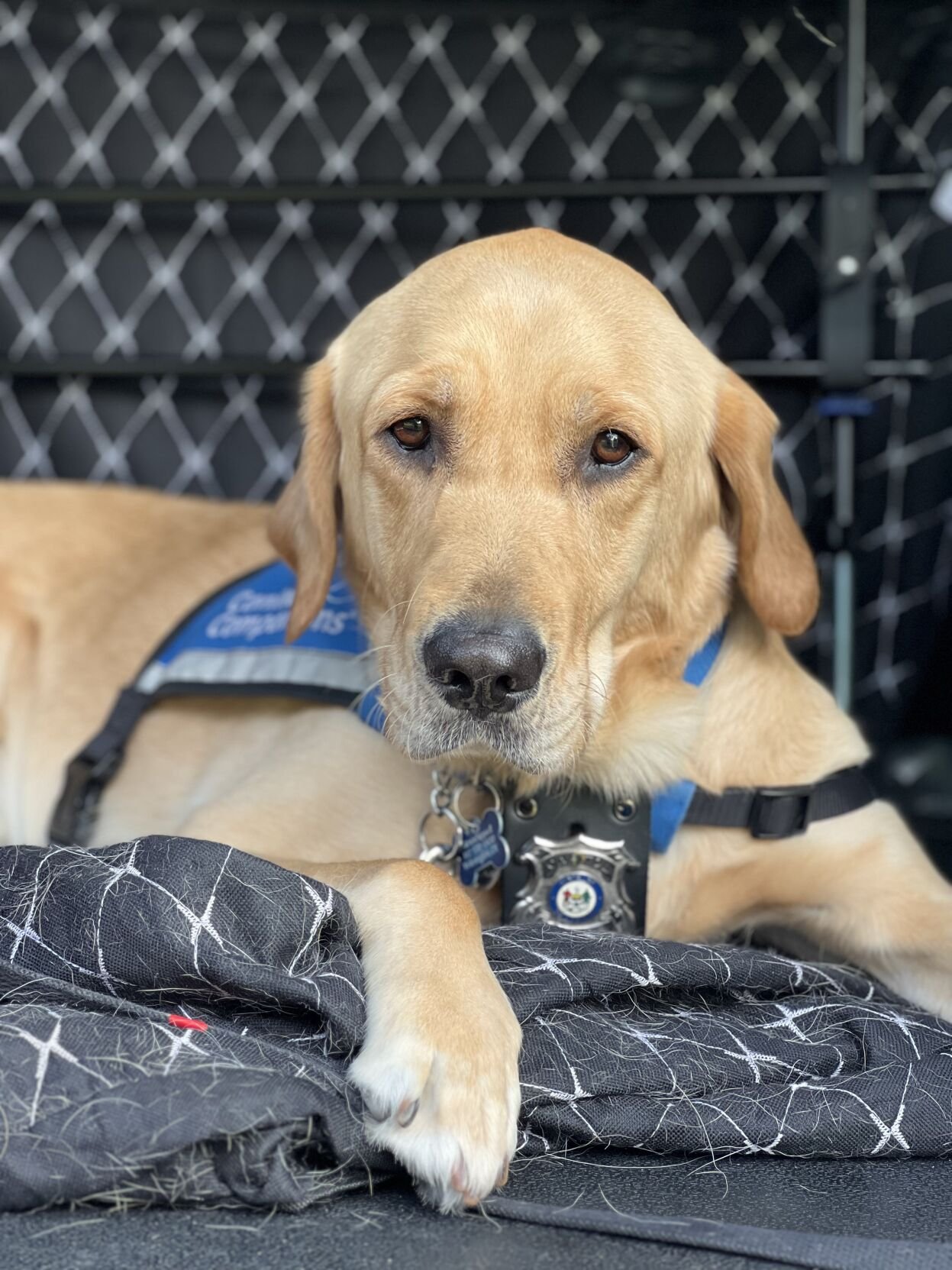 Vinn Delaware Facility Dog