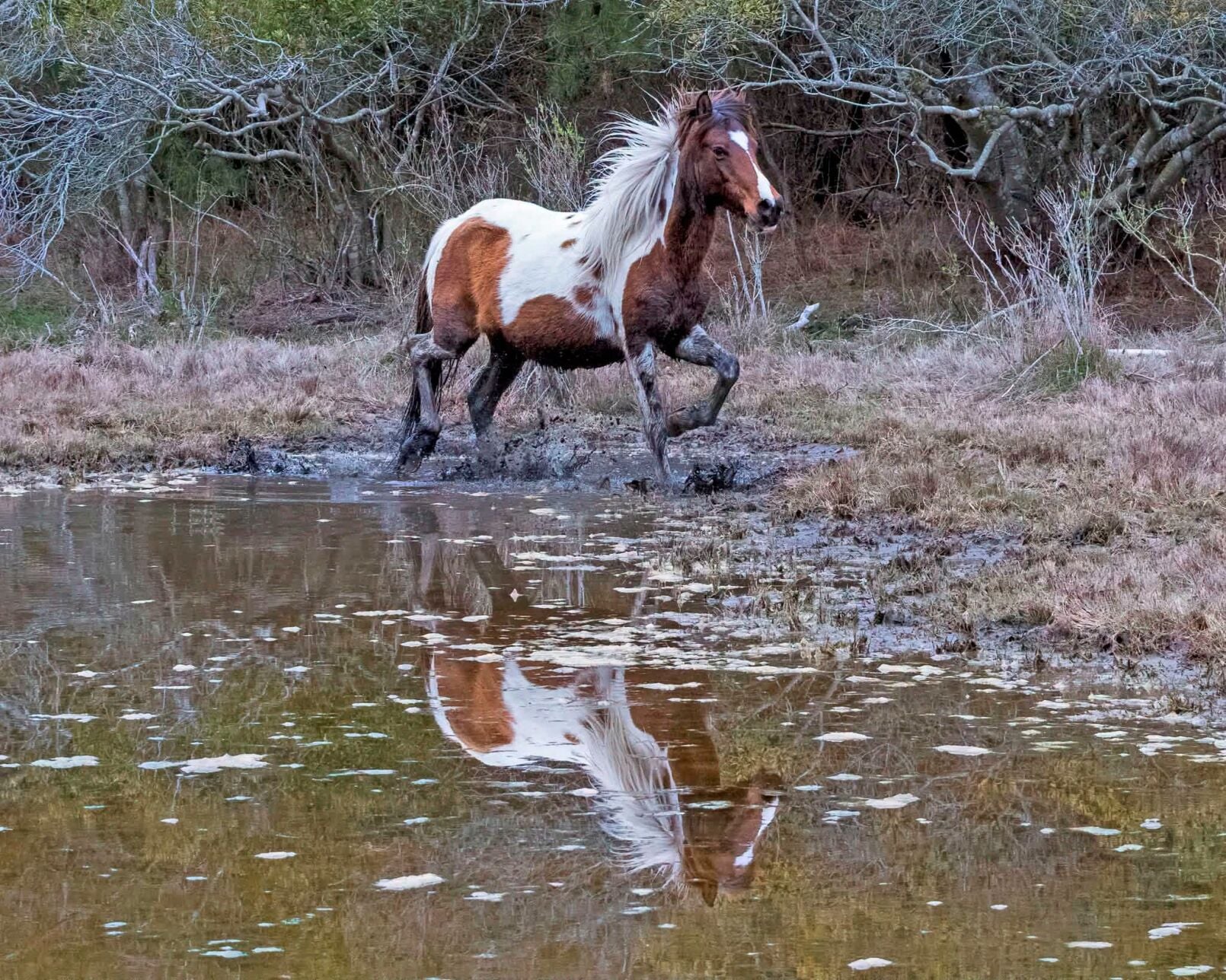 Chincoteague pony, Splash of Freckles.