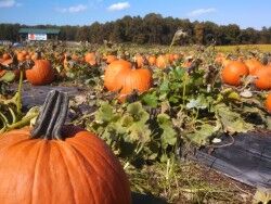 Fifer Country Orchards