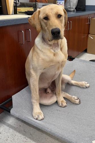 Bandit - Millsboro k9