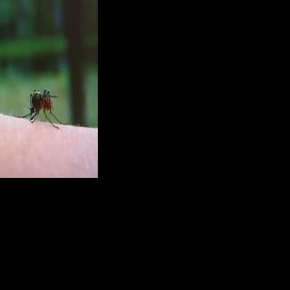 West Nile Virus Detected in Worcester County Mosquito Pool | Latest News