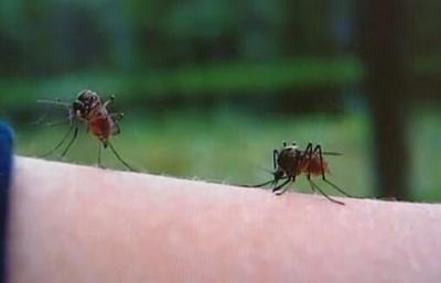 Mosquito-Transmitted Disease Detected in Delaware
