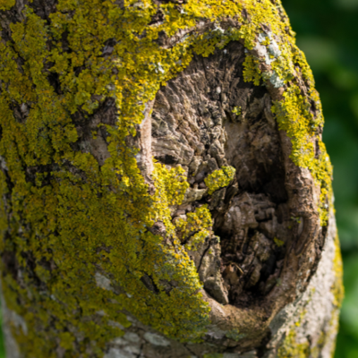 Prestige Tree Experts: Jessup's Professional Tree Service Experts