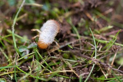 June Grub Control Planning Brings Botanical Solutions Into NY Lawn Health Focus