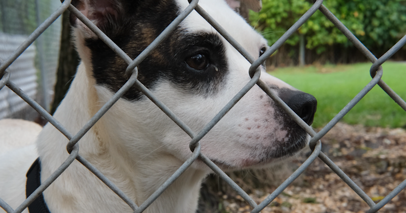 Delaware’s animal abuse offender list goes live