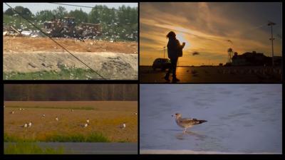 Travels With Charlie: Seagulls and the Newland Park Landfill