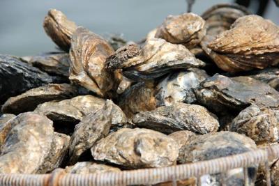 Oysters