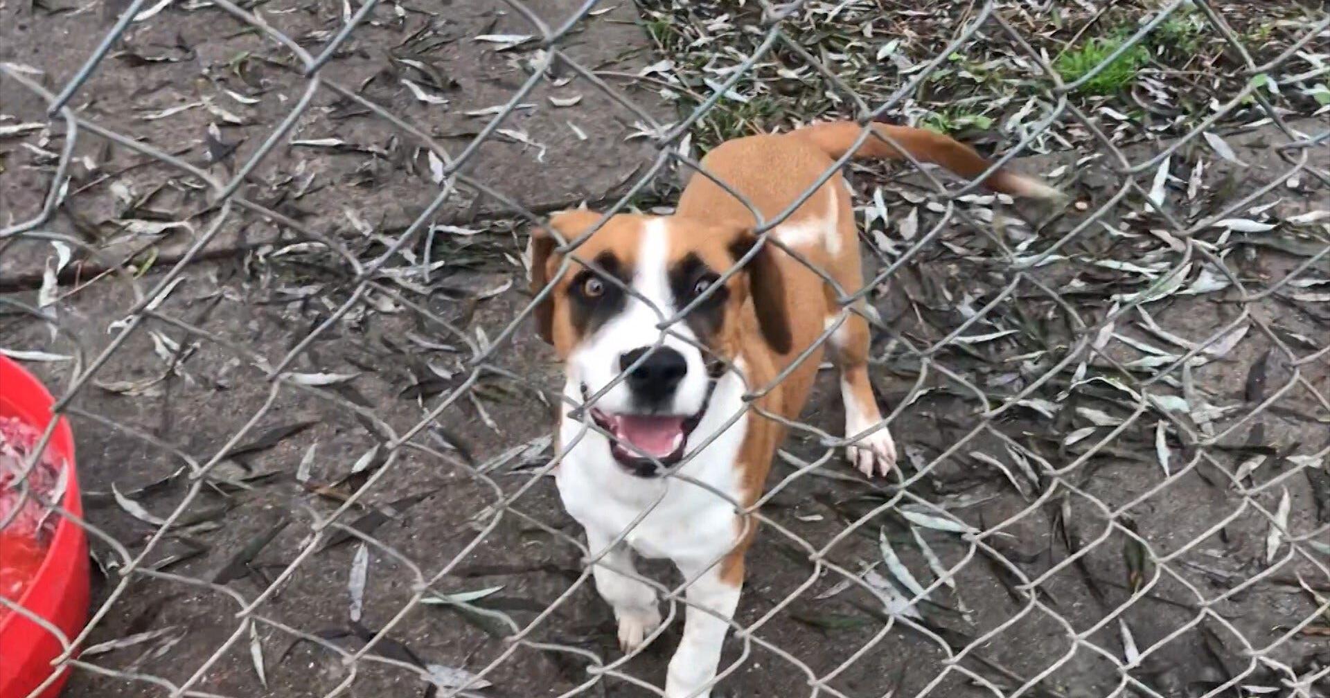 Less Bark and More Bite for Wicomico County Animal Control - Vimarsana News