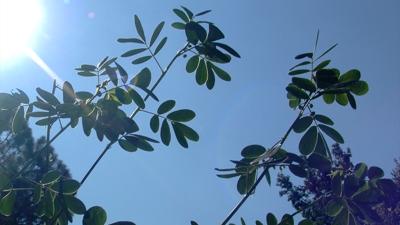 Travels With Charlie: Plants Do Move