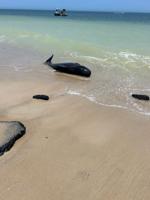 Stranded Pilot Whale Dies on Sussex County Beach Despite Rescue Efforts