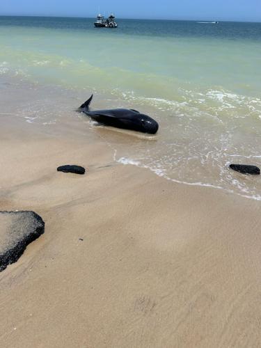 Pilot whale stranded