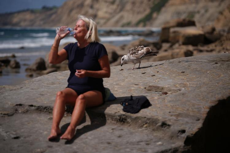 Climate Marine Heat Wave Dead Seabirds