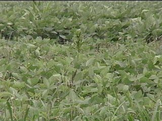 Va. Crop Report Forecasts Soybean, Peanut Gains