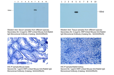 Lab Secondary‑Antibody Selection Guide: Cloud‑Clone Shares Tips for Efficient Reagent Matching