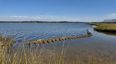 The QuickReef, a living shoreline built with a new material, sits along a tidal marsh in Cambridge, Md. The Eastern Shore Land Conservancy and Native Shorelines installed the structure in June, the first of its kind in Maryland. (WBOC)