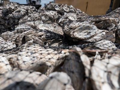 Maryland DNR Approves $3 Million in Funding for Oyster Recovery