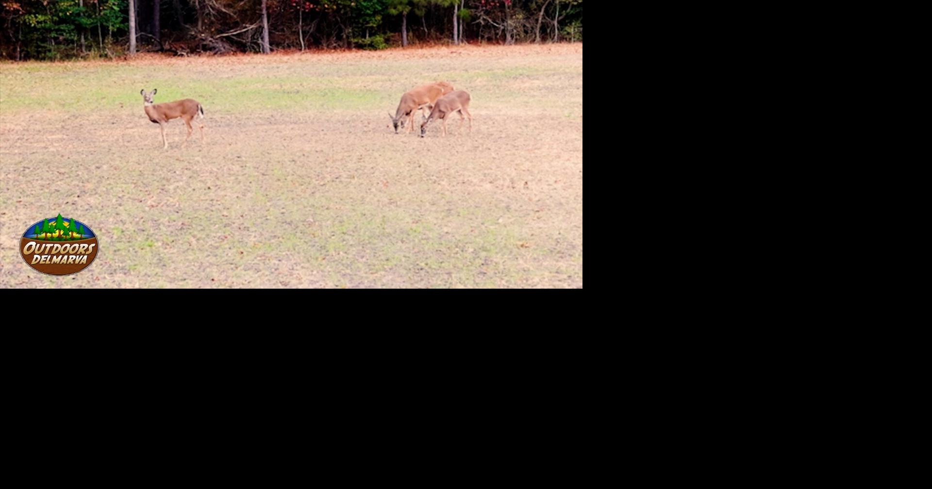 Previewing the 2025 Doe Harvest Challenge | Outdoors Delmarva | wboc.com