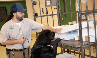 Detector Dogs: Agriculture’s Best Friend