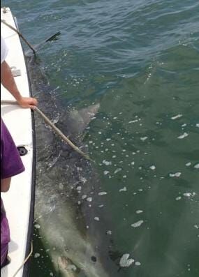 Organization Tracks Shark in Isle of Wight Bay