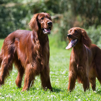 Hudson Animal Hospital: Manhattan's Experienced Veterinarian