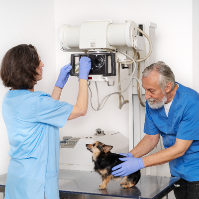Hudson Animal Hospital: Manhattan's Professional Veterinarian