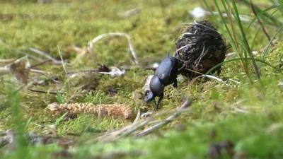 Travels With Charlie: Dung Beetle