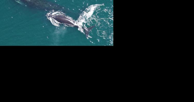 Endangered Right Whales Detected off Ocean City, Slow Zone in Effect - Vimarsana News