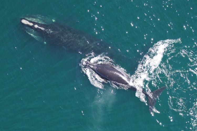 Right Whale and Calf