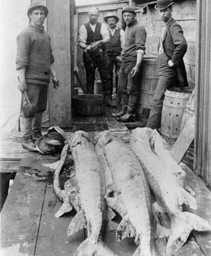 Atlantic Sturgeon Fishermen Delaware River Philly Inquirer