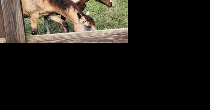 Chincoteague Pony Fall Round-up Slated for This Week - Vimarsana News