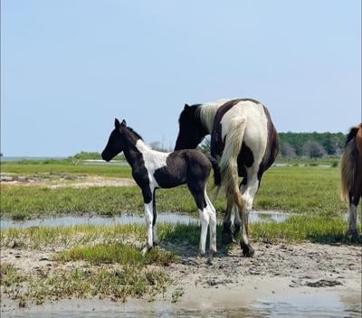 Chincoteague Ponies Ellie and Wildest Dreams