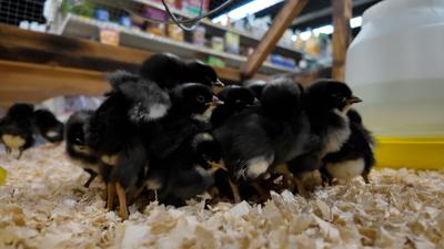 Chicks at The Mill