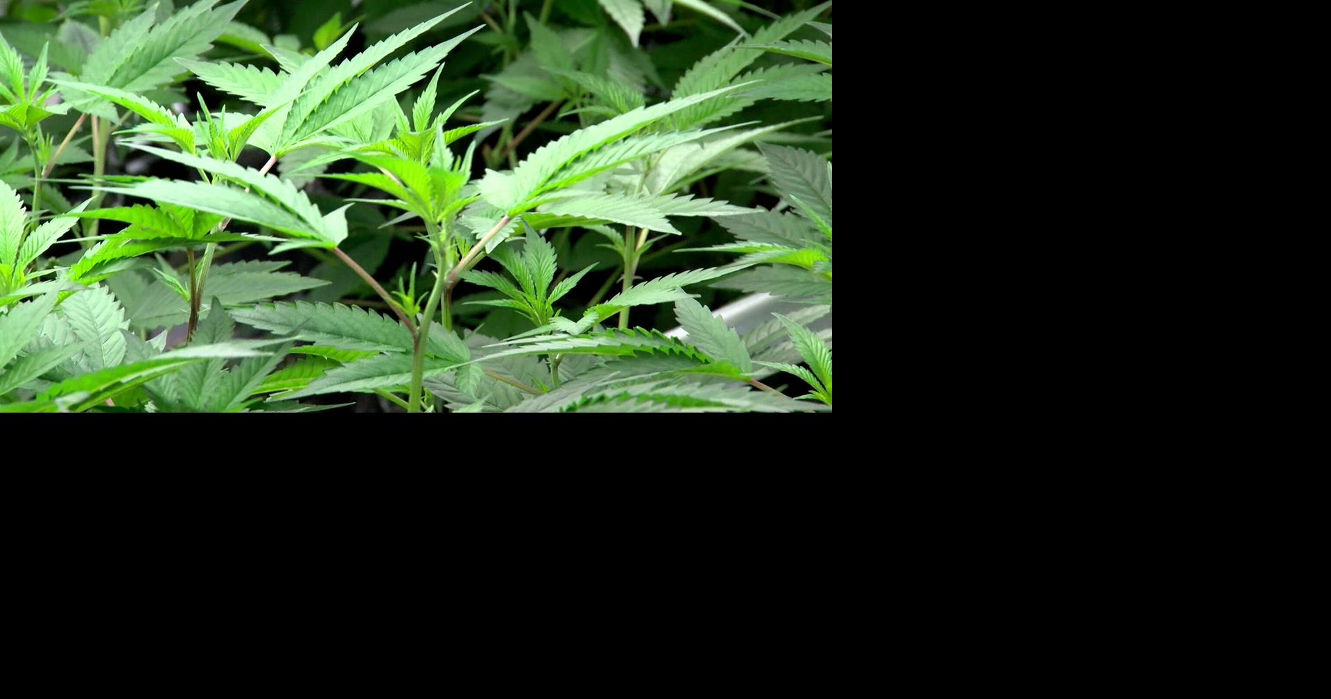 Virginia lawmakers push recreational cannabis market forward