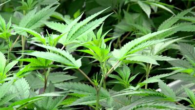 Virginia lawmakers push recreational cannabis market forward