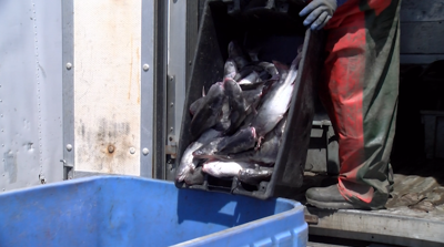 Maryland law expands blue catfish removal efforts
