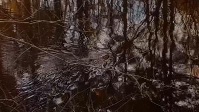 Travels With Charlie: Beaver in a Swamp